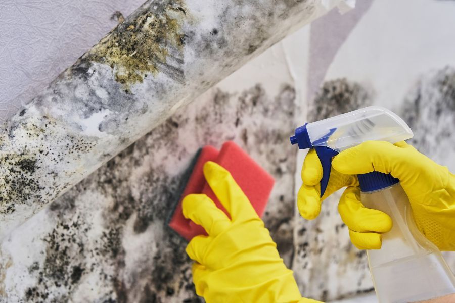 Professional Mold Remediation Service